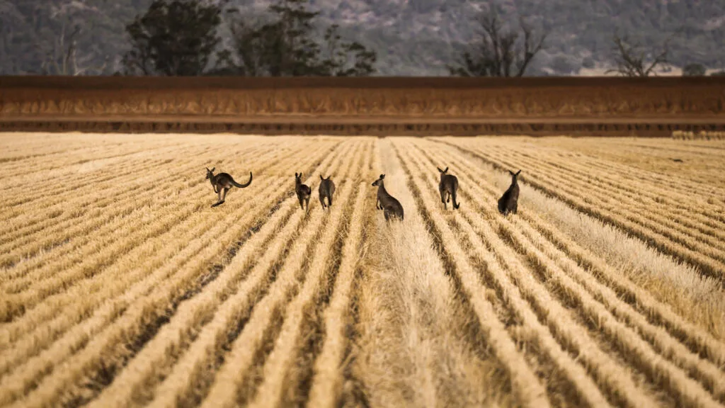 L'Australie en quête de solutions pour son agriculture face au changement climatique