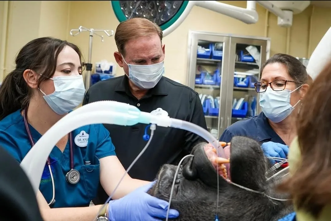 Así fue el chequeo médico de Bakari, el gorila de espalda plateada de Animal Kingdom