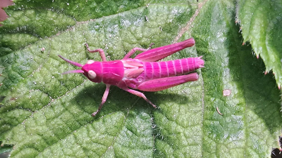 Tierwelt: Dieser Grashüpfer ist pink – und das steckt dahinter