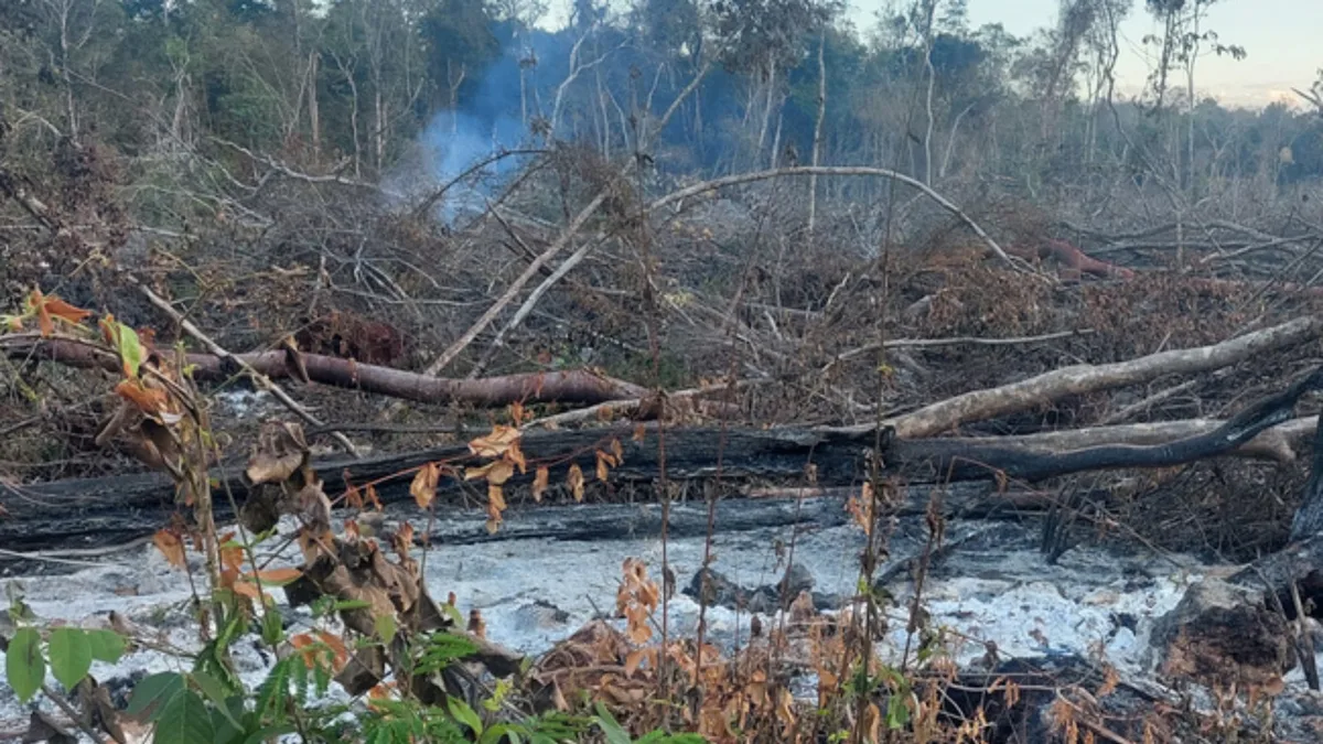 México pierde sus selvas: casi el 90% del bosque tropical lluvioso ha desaparecido, revela la UNAM