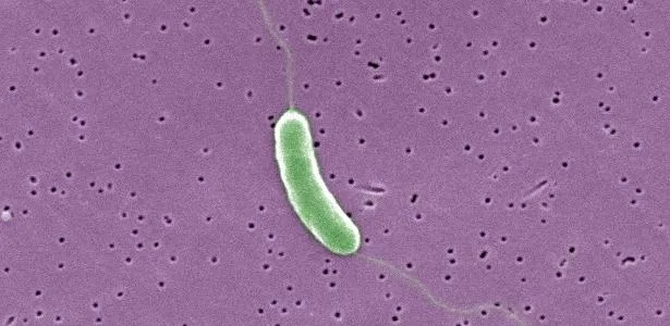 Aquecimento dos oceanos favorece bactéria 'comedora de carne' nos EUA