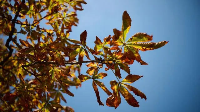 Wetter: Freitag noch freundlich, dann wird es herbstlich