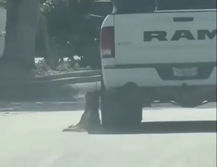 ¿Otro ‘Rocky’? Causa fuerte indignación video de camioneta arrastrando a un perro, en Acuña, Coahuila