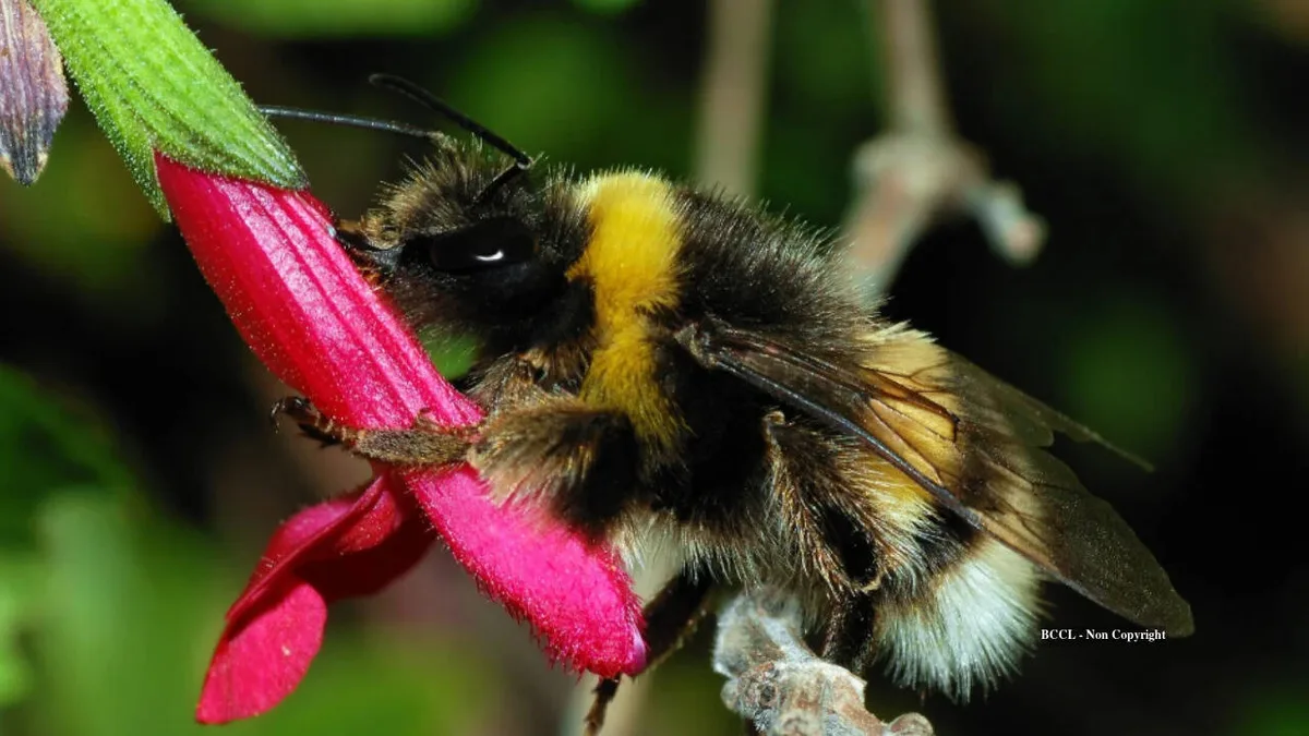 Iowa woman restores 12-acre property, then discovers a federally endangered bumblebee