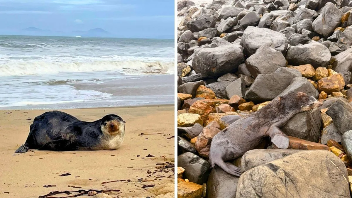 Lobo-marinho é atacado por cães um dia após ser visto descansando em praia de SC