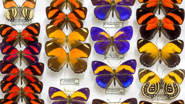 Elbvertiefung: Der tägliche Newsletter aus Hamburg: Widerspruch! Warum Hamburg ein neues Naturkundemuseum braucht