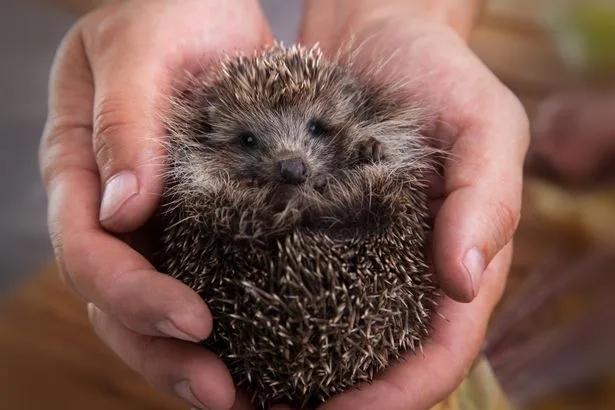 Save hedgehogs by putting 1 item in garden as beloved species 'vulnerable to extinction'