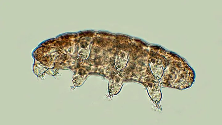 Tardigrade : petit fait de la résistance