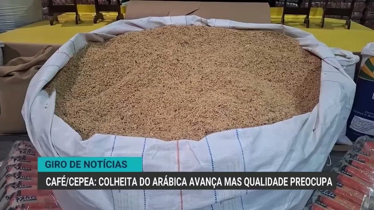 Colheita de café arábica avança, mas qualidade preocupa produtores