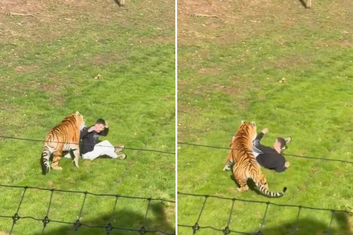 Qué va a pasar con el tigre que mató a un joven en un zoológico de Inglaterra