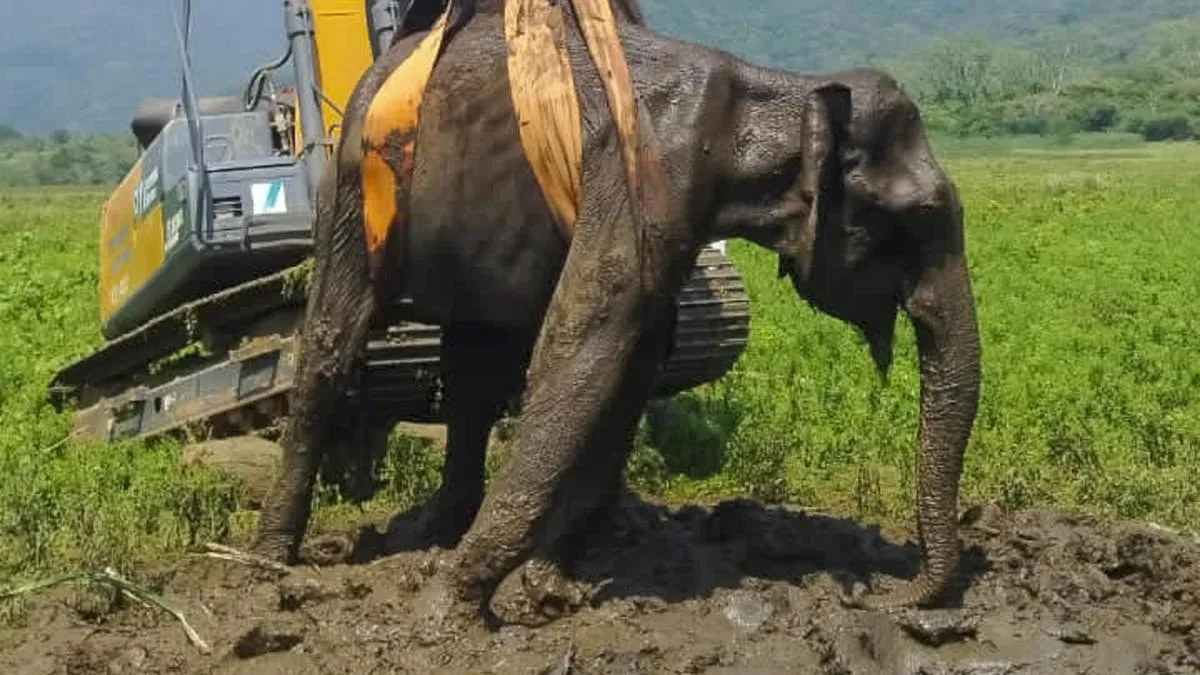Female elephant trapped in slush at Erode district’s Gunderi­pallam reservoir dies