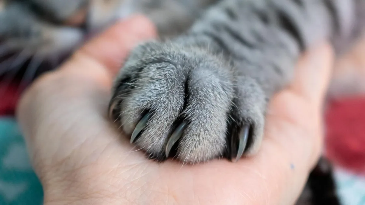 Haustiere: Warum Katzen uns mit der Pfote anstupsen – und was das bedeutet