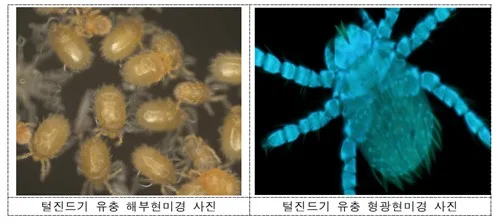 질병청, 쯔쯔가무시증 옮기는 털진드기 감시 시작