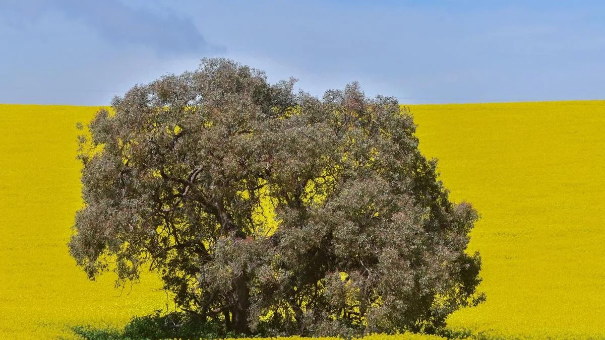 It was all yellow: bumper canola crop after tough start