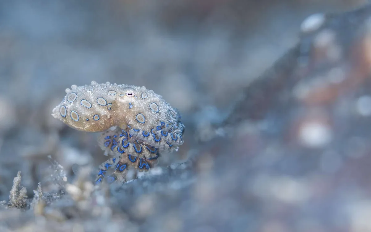 La photo de la semaine : plongez dans les plus belles images sous-marines de l’année