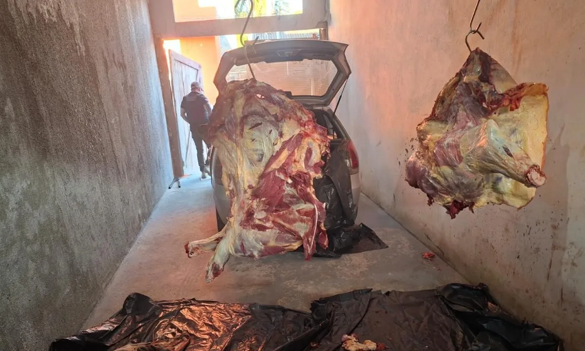 Operação prende onze suspeitos de furtar e abater gado para venda ilegal de carne na Bahia