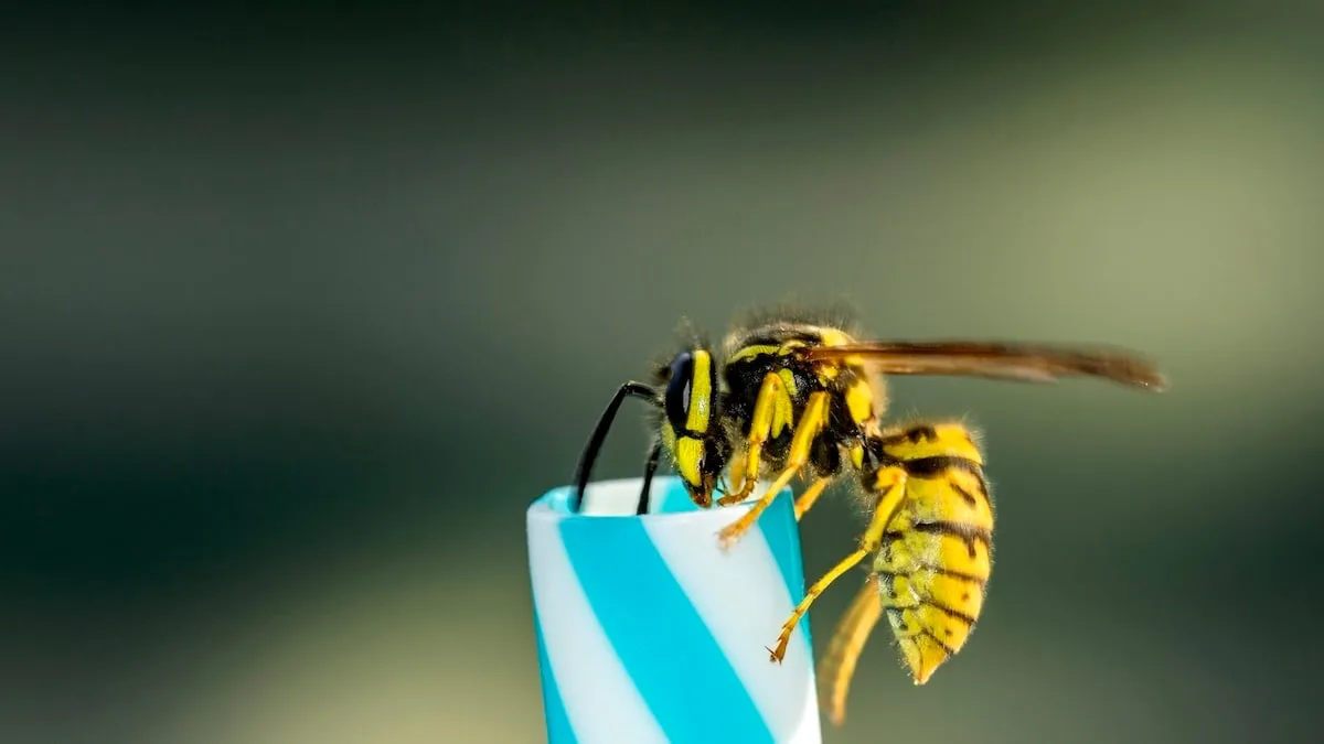 Lästig, aber nützlich - Deshalb sind Wespen im Garten so wichtig