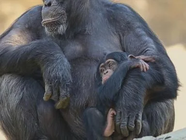WATCH: Los Angeles Zoo celebrates milestone after their great ape baby boom