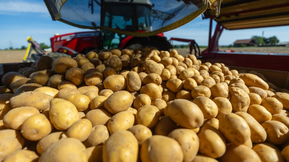 Hitze schadet den Knollen: So fällt die bayerische Kartoffelernte aus
