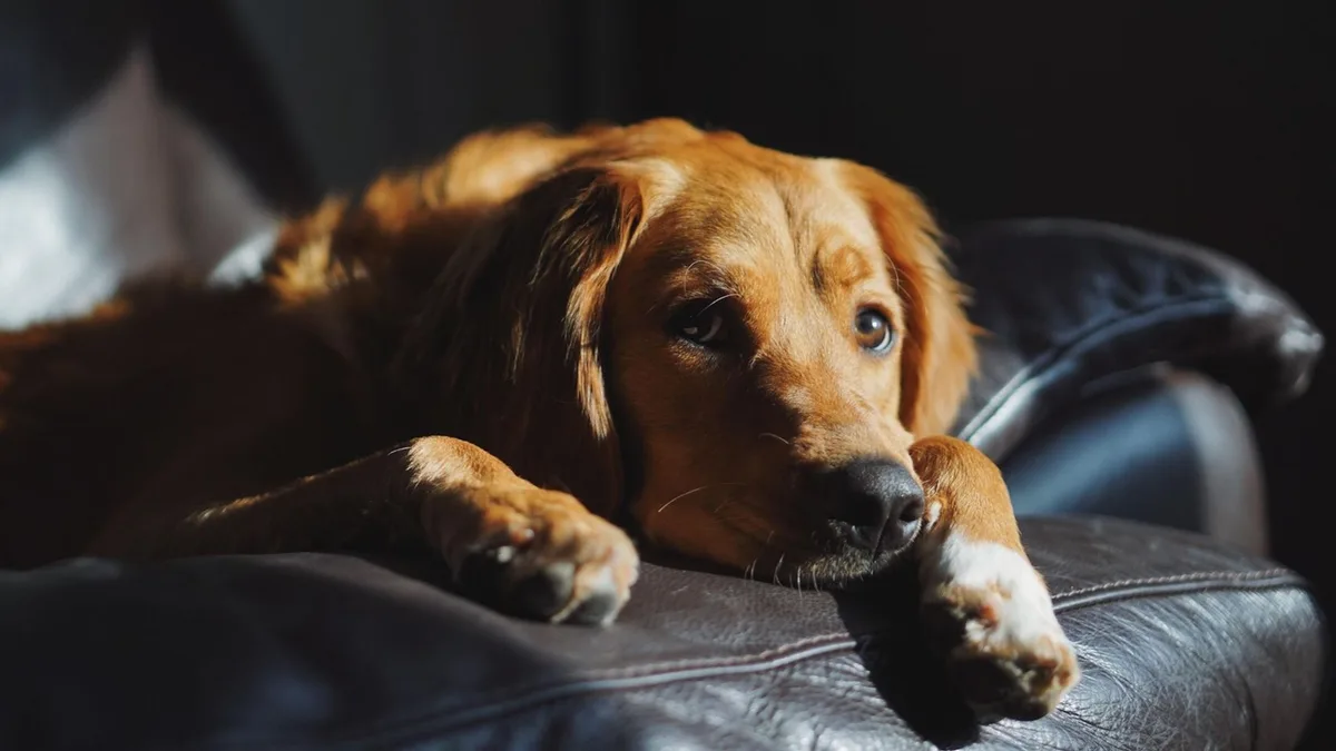 Los psicólogos confirman: la forma en la que te relacionas con tu perro puede influir en su ansiedad cuando se queda solo