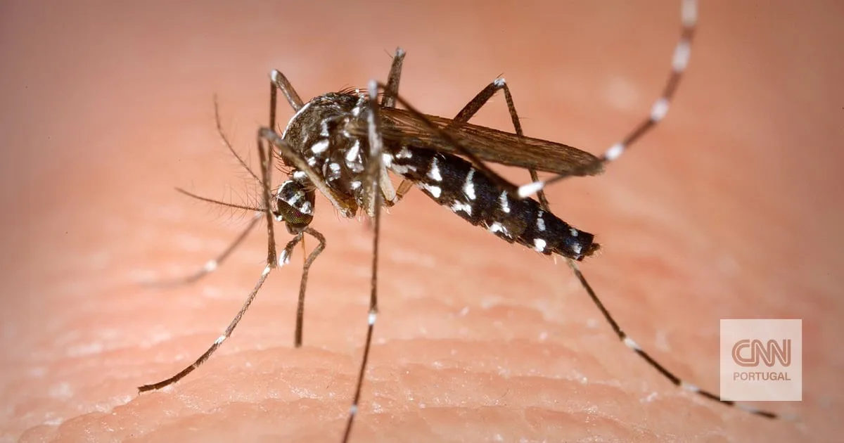 Mosquito-tigre detetado em Braga e Amares mas não há casos de transmissão de doenças