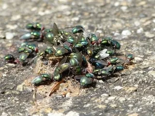 Les habitants subissent encore la présence de mouches, deux semaines après la découverte d’un corps sans vie