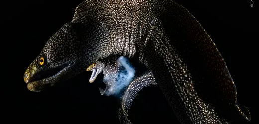 Wildlife Photographer of the Year: Die besten Tierfotos des Jahres 2026