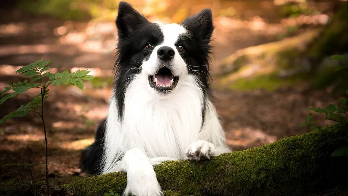 Os cães sabem quando estamos felizes: cérebro canino reage de forma diferente a várias emoções