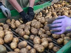 Geringere Anbaufläche und Dürre: Nach mieser Ernte: Preis für Kartoffeln steigt kräftig