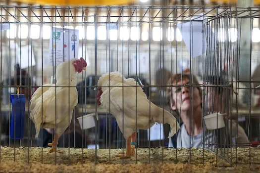 Poultry industry fights to extend import tariffs as chicken duties reviewed