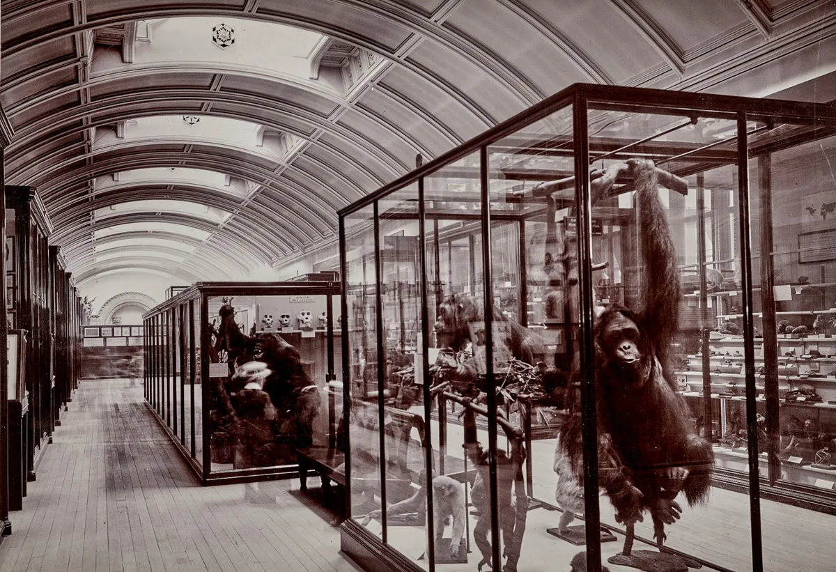 Museu Natural de Londres vai abrir galeria secreta fechada desde a 2ª Guerra