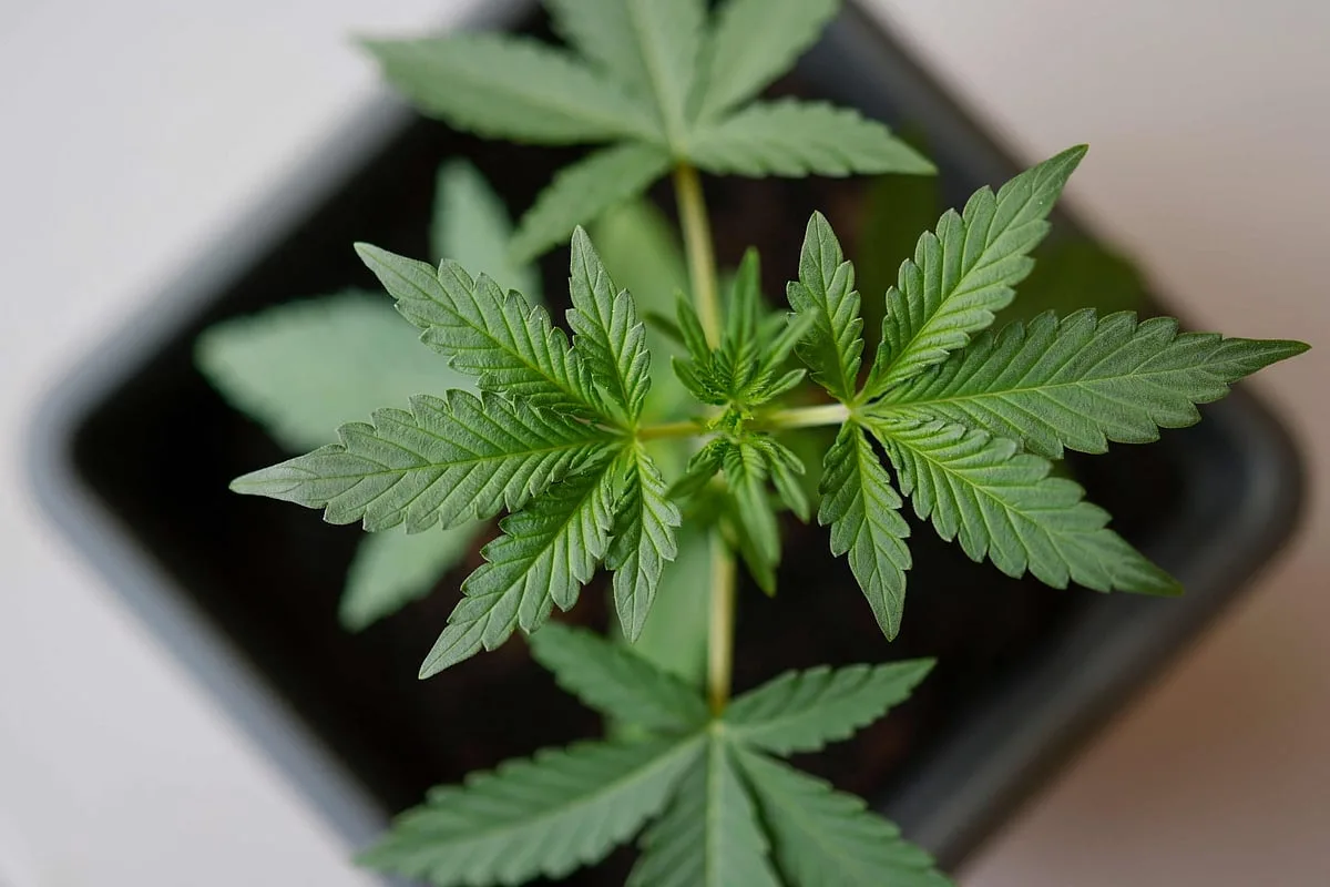 Veterinária brasileira é premiada em Portugal por pesquisa com cannabis medicinal em animais