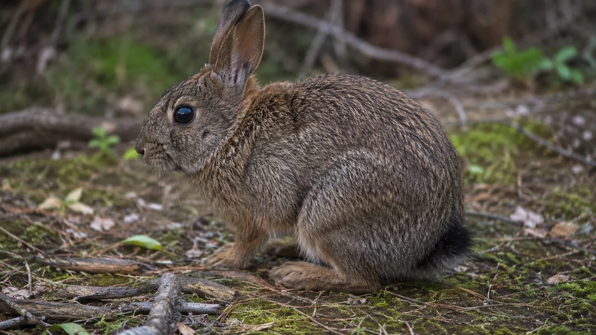 Espécie considerada extinta há mais de 120 anos volta às montanhas e emociona conservacionistas com retorno inesperado