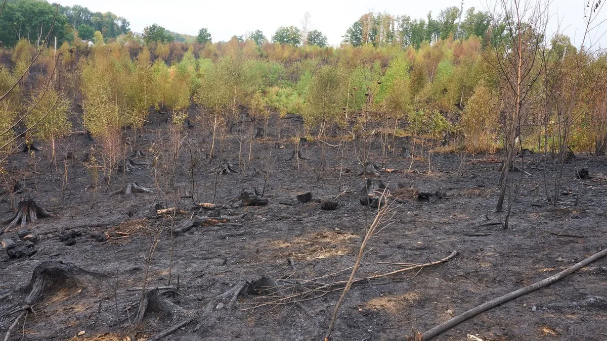 Feuerwehr: Waldbrand-Einsatz im Westerwald beendet