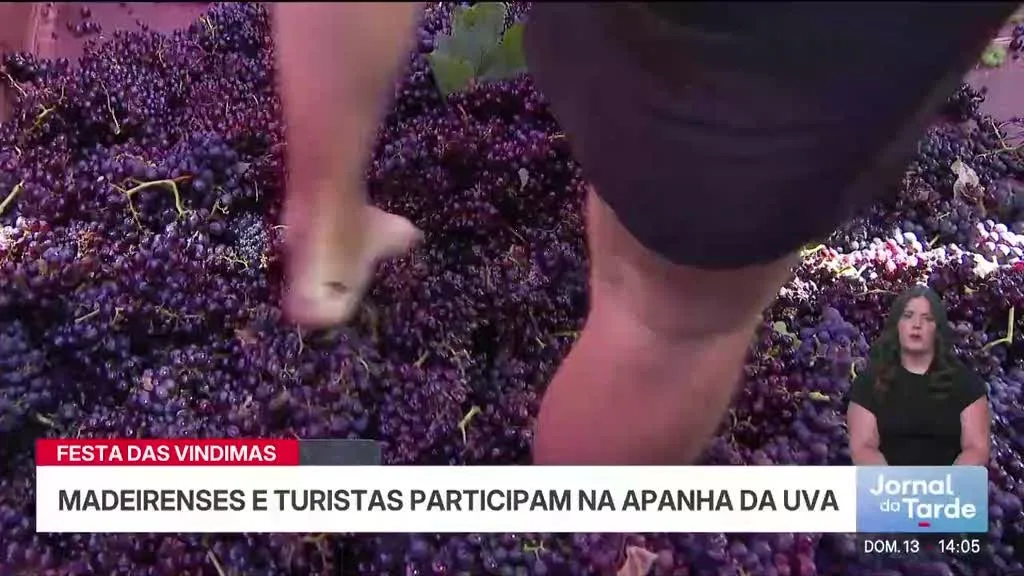 Madeirenses e turistas participam nas tradições das vindimas