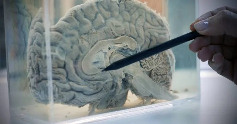 Cérebro humano é composto por dois órgãos, indica estudo