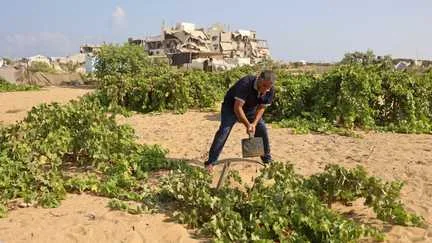 Dans la bande de Gaza, seulement 3% des terres agricoles restent intactes et accessibles, alerte l'ONU