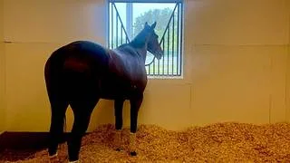 Romantic Warrior en vilo: Alarma en el hipismo mundial por su salud