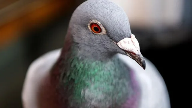Tiere: 93 Brieftauben warten auf neues Zuhause