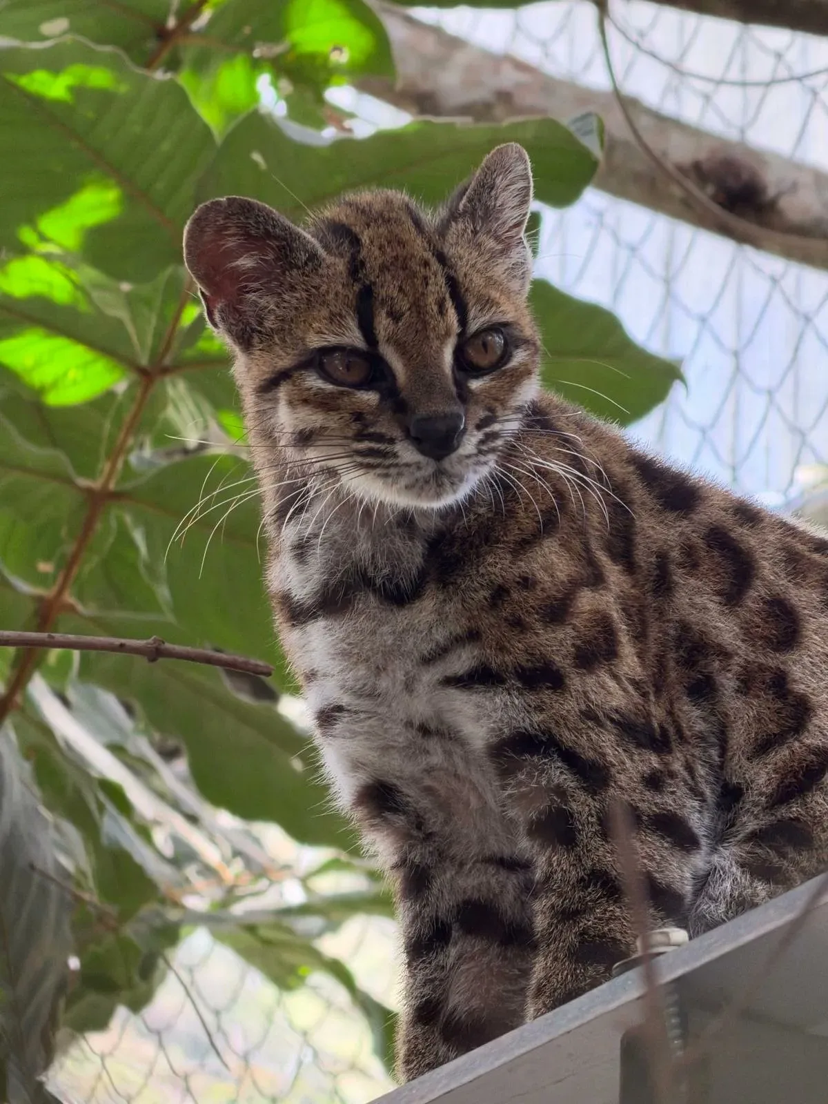 Todos quieren conocer al nuevo felino descubierto en Bolivia, pero hay un problema: a él le asustan los extraños