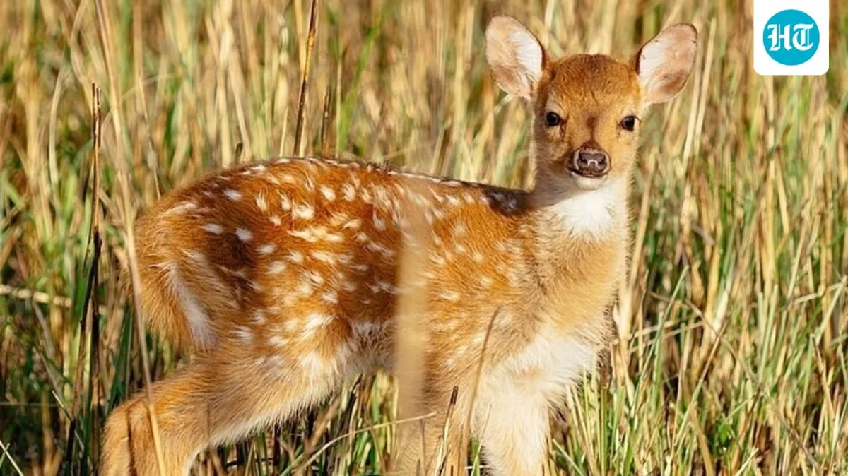 In 1868, Hong Kong gifted Hawaii 8 axis deer in goodwill; their descendants now number about 60,000 and damage crops, native plants, and forests