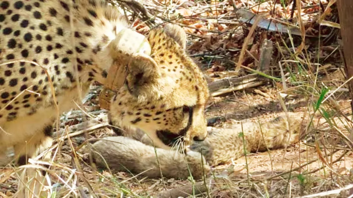 Born to Namibian mother in February, cheetah cub found dead at Kuno National Park