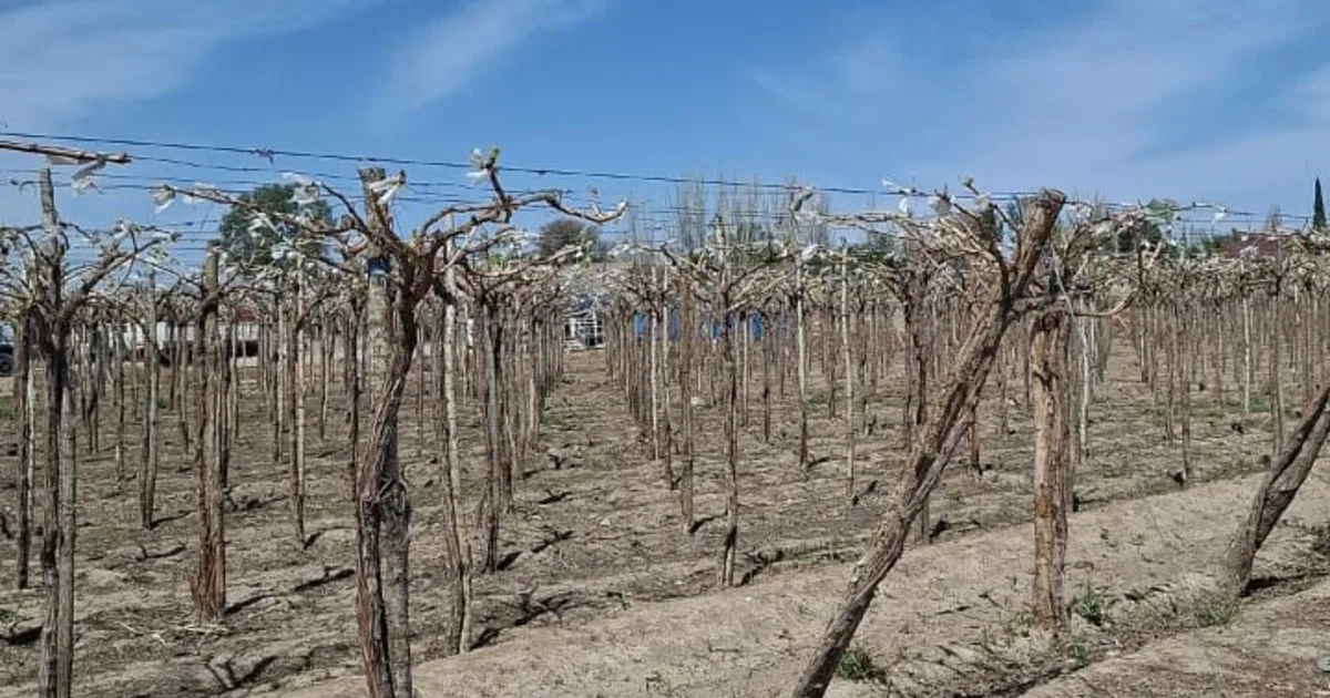 Las heladas le dieron un duro golpe a la principal actividad agropecuaria de una provincia y estiman pérdidas de hasta el 60% en la producción de una variedad clave