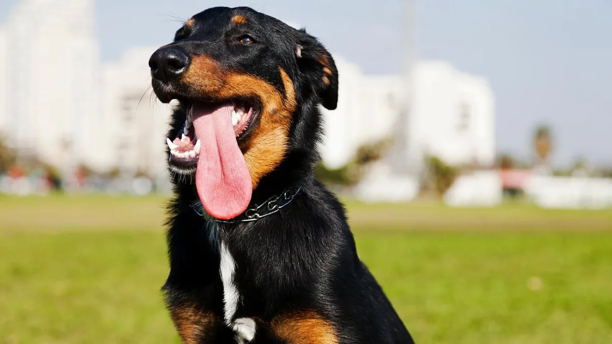Versteckte Kosten: So teuer ist (und wird) ein Hund wirklich