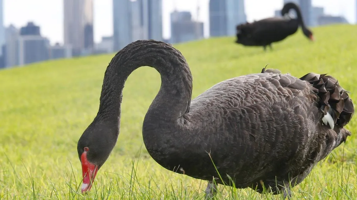 Bird flu threatens to wipe out Australia’s iconic black swans, experts warn