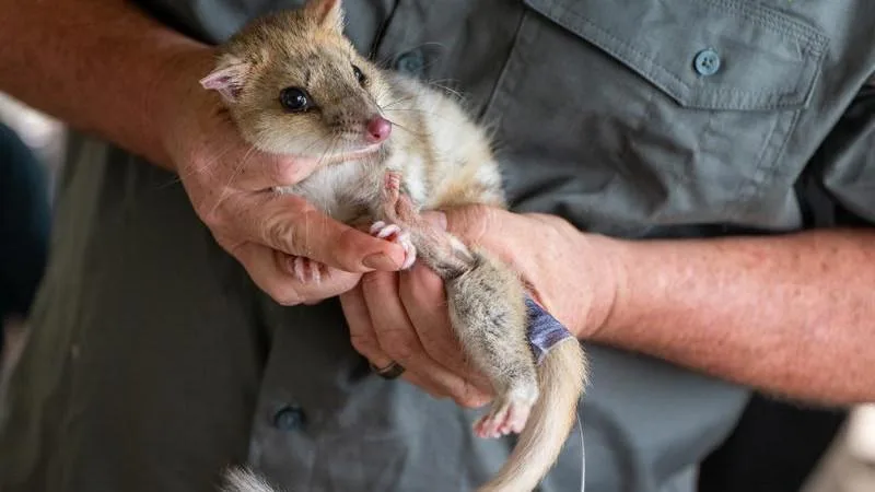New survey reveals Aussies are out of touch with native animals