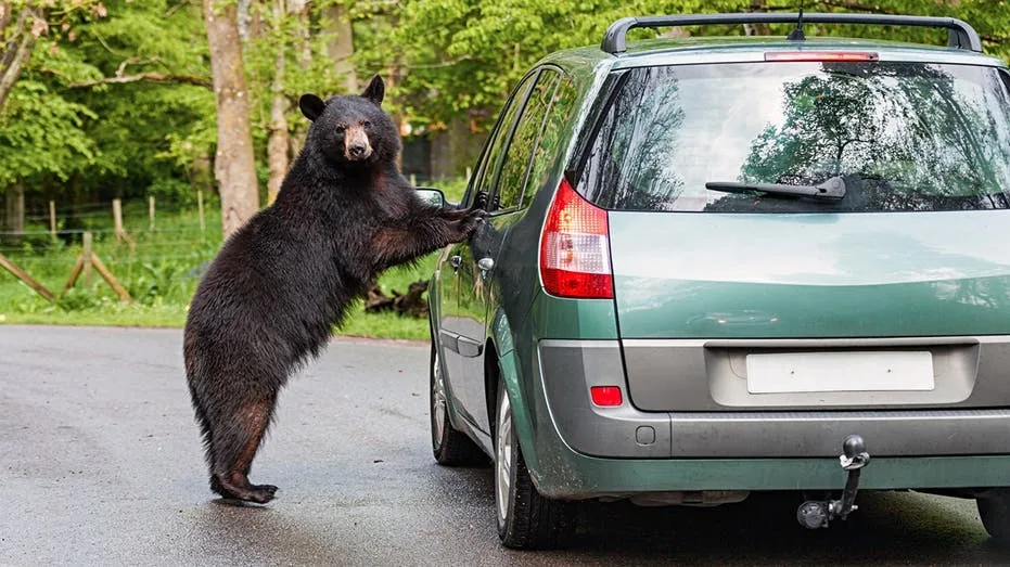 Tourists smash SUV window to free black bear trapped inside their vehicle in Gatlinburg