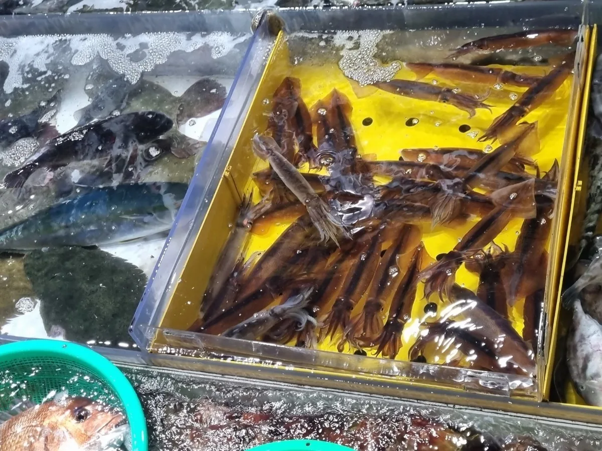 오징어 30% 줄고, 청어는 68% 늘고…동해안 ‘金징어’ 더 귀해진다