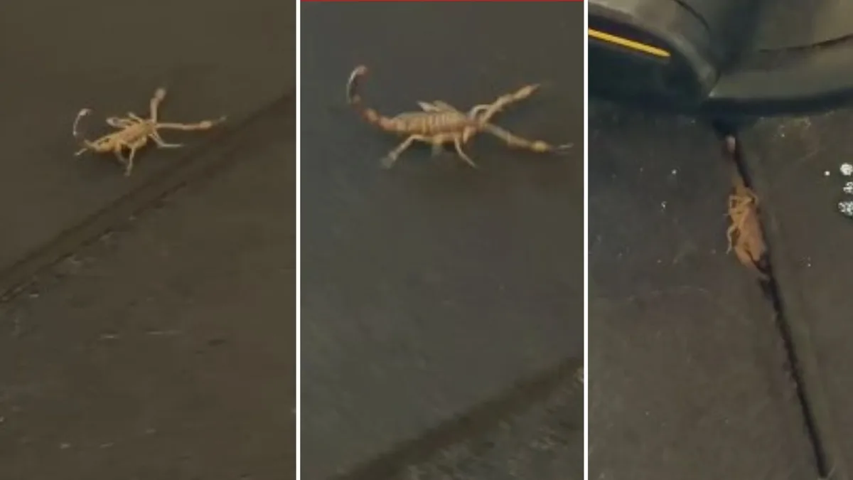 VÍDEO: alunos encontram escorpião-amarelo em academia de Vila Velha