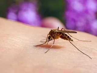 « Il est probable qu’il ne vient pas juste d’arriver » : Pourquoi le virus West Nile est-il présent dans l’Ouest ?